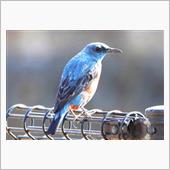 幸せの青い鳥