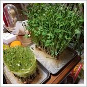 川崎　飛燕アルミ箔貼りの顛末 ...