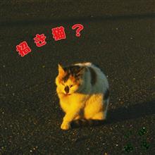 ドアロックモジュール不具合。
