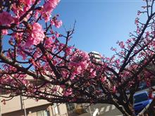 河津桜咲いてきた