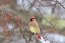 雪原の野鳥観察