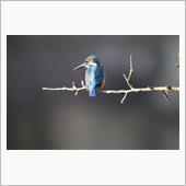 カワセミを探して