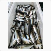 今年の初釣りはアジ大漁！