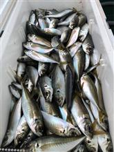 今年の初釣りはアジ大漁！