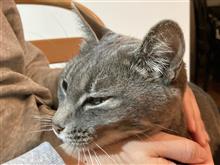 私が好きな猫