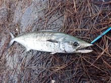 サゴシ釣り　久し振りの釣果
