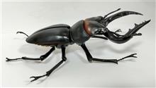 ガシャポン「クワガタ」を回しました！　（昆虫がお好きでない方は閲覧注意です。）