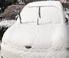 雪が降りました(ΦωΦ)
