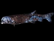 深海魚　駿河湾に巨大新種