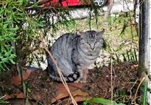 ニャー~っち(=^ェ^=) ニャー~っち(=^ェ^=)