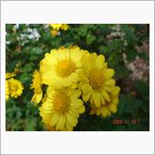 🌻　YELLOW
