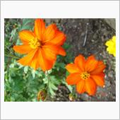 🌸　ORANGE