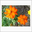 🌸　ORANGE