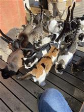 猫パラダイス島に行って来ました