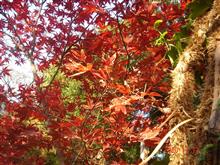 🍁　RED