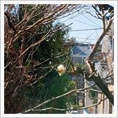 「雷電」の推進力が凄そう　春 ...
