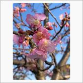 🌸桜🌸