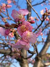 🌸桜🌸