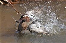 水鳥の水浴び？(^-^;