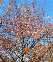 別所沼公園の河津桜が満開♪