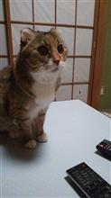 にゃん　にゃん