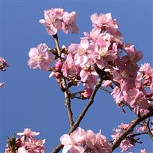 【千葉】春の兆し、河津桜が満開でした🙌。ドクターヘリにも初遭遇!!