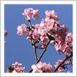 【千葉】春の兆し、河津桜が満開でした🙌。ドクターヘリにも初遭遇!!