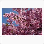 満開！ ～ お台場の河津桜