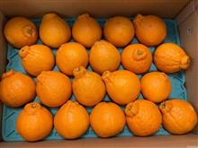 和歌山有田の濃厚デコポン🍊