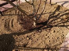 地植えバラのメンテ 地植えバラのメンテ