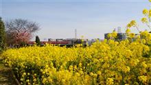 毎年恒例の菜の花