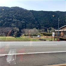 中華そばに春を観た！