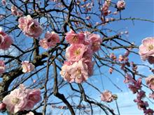 梅の花を見物してきました。