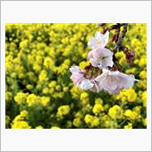 春の予感🌸