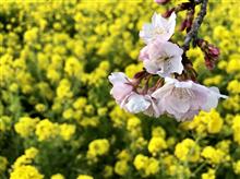春の予感🌸