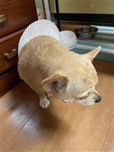 犬のこと　その2