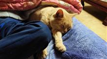 吾輩は猫である