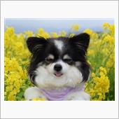 菜の花と久しぶりの犬吉ドライ ...