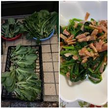 収穫物を頂きましたよ。