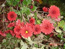🌸　RED