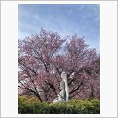 満開の安行寒桜🌸
