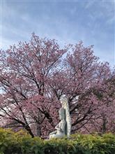 満開の安行寒桜🌸