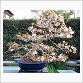 山桜盆栽の植え替え