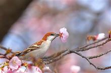 大寒桜の花を銜える、ニューナイスズメ