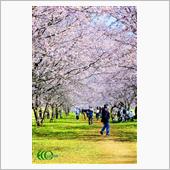 埼玉・坂戸　北浅羽桜堤の安行 ...