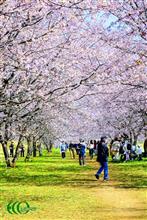 埼玉・坂戸　北浅羽桜堤の安行寒桜