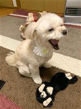 葬儀出席帰りをくぅたの春先トリミング姿が癒してくれた！