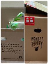 小豆島からオリーブの苗木が届きました🌳