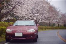 雨桜とロードスター