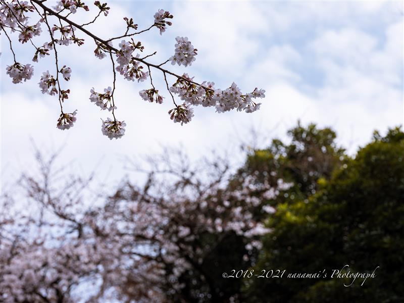 21桜特集 小金井公園の多種の桜から Nanamaiのブログ Life With みんカラ 21桜特集 小金井公園の多種の桜から Nanamaiのブログ Life With みんカラ